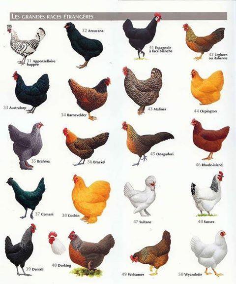 The beauty of poultry farming is that the bigger the farm the lower the overhead cost per bird such as housing, cost of lightening and mortality rate (about 5-10%); and the more the profit.