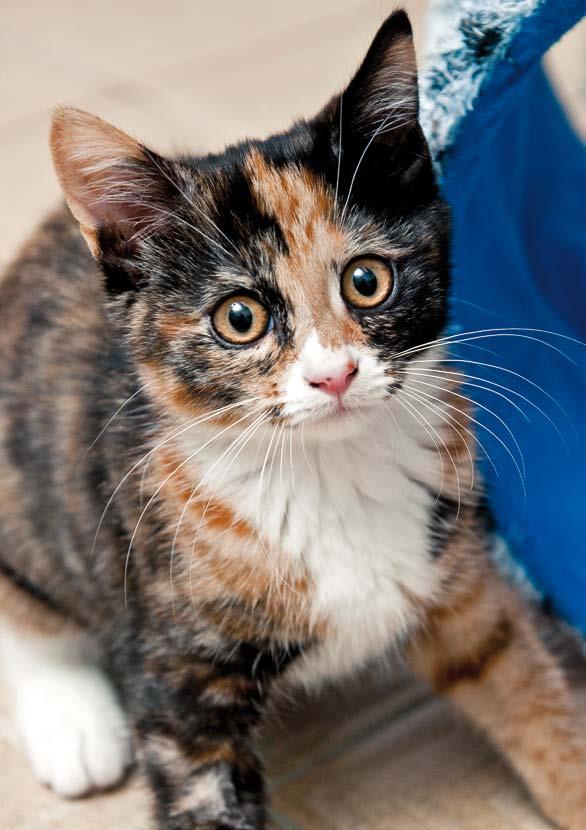 Nervous and aggressive cats When taken home as a pet, a cat or kitten may be quiet and wary