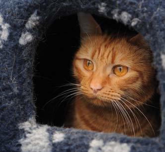 A nervous or frightened cat needs a quiet and understanding household.
