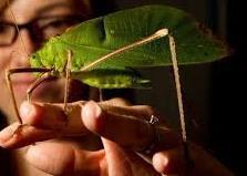 BUG EGG GUIDE Giant Malaysian katydid (Macrolyristes corporalis): This