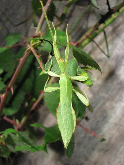 Leaf insect (Phyllium celebicum): This species generally drops their