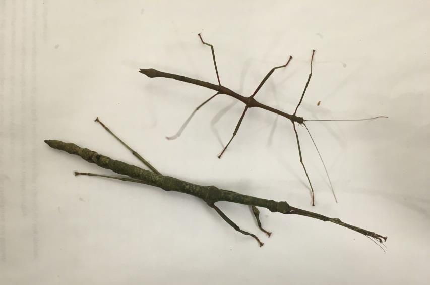 Malay stick insect (Lonchodes brevipes): This species generally drops