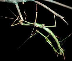 Walkingstick (Phobaeticus serratipes): Females of this species seem to oviposit, as the eggs are generally found below the surface of the