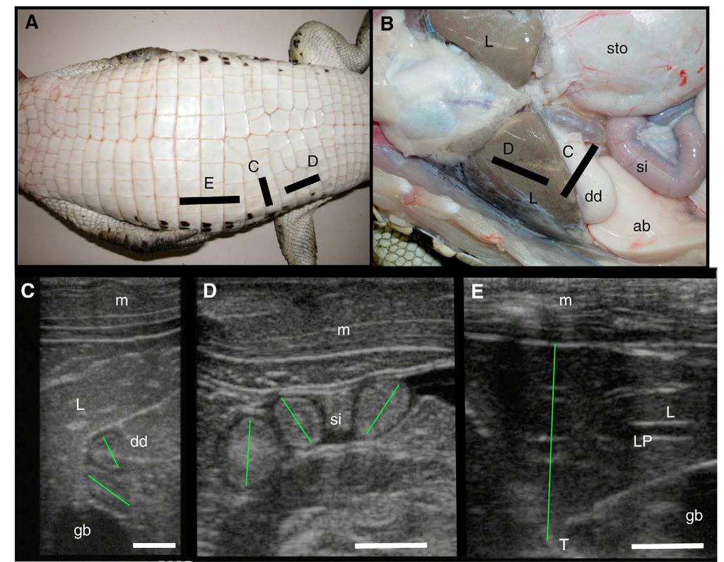 Caiman responses to feeding 2037 Fig. 1. Anatomy and ultrasonography of broad nosed caiman.