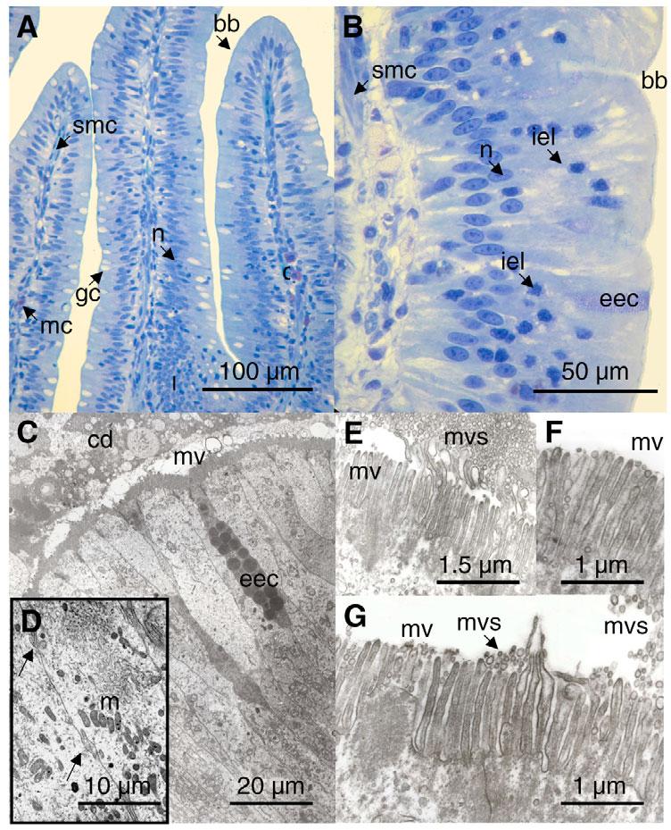 2040 J. M. Starck, A. P. Cruz-Neto and A. S. Abe Fig. 6. Light microscopy and transmission electron microscopy of the duodenal mucosa epithelium of fasting caimans.