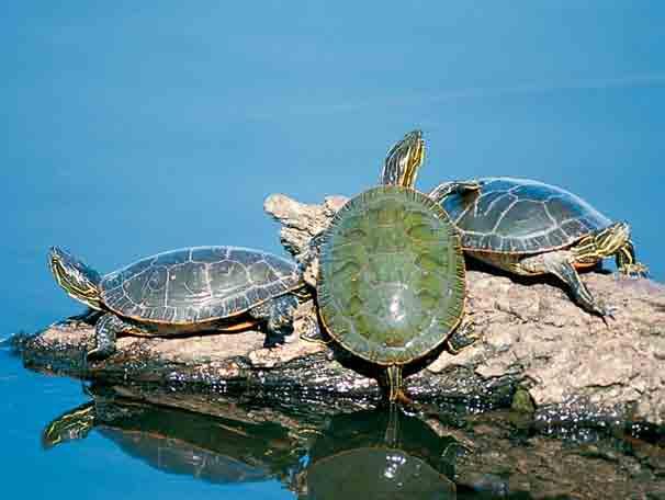 Turtles Missouri s