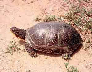 Missouri Distribution: Occurs in a few counties in extreme northeastern Missouri and one county in extreme northwestern Missouri State endangered Blanding s Turtle Emydoidea blandingii This