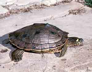 The head and neck of the false map turtle is brown or greenish-gray with numerous yellow lines bordered by dark brown or black. The thick, yellow line behind each eye forms a backward L shape.
