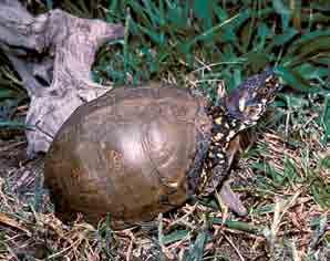 Missouri Distribution: Statewide except for extreme northern and northwestern parts of the state Three-toed Box Turtle Terrapene carolina triunguis This small, land-dwelling turtle with a high-domed