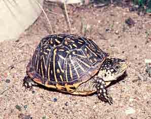 The lower shell has a distinct hinge across the forward third of the shell, which allows the turtle to close the lower shell up against the upper shell for protection.
