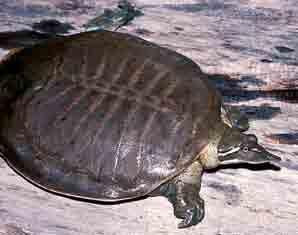 Adult females have a mottled upper shell with blotches of gray, olive or brown. The lower shell of this species is a plain cream color.