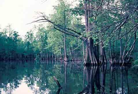 Natural wetlands, such as emergent marshes (left) in northern Missouri and bottomland cypress swamps (above) in southeastern Missouri, are important habitat for a variety of Missouri s turtles.