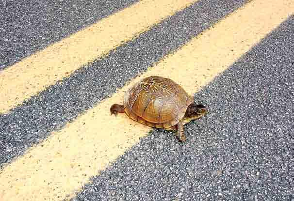 Jeff Briggler Many species of animals, especially turtles, are accidentally killed by vehicles each year. heritage.