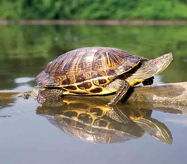 jim rathert Turtles and tortoises represent the oldest living group of reptiles on earth. Reptiles are a class of animals that includes crocodiles and alligators, lizards and snakes.