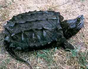 This aquatic species is normally gray-brown in color, but the upper shell is often covered with mud or algae.