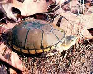 photographs by Missouri Distribution: The yellow mud turtle occurs in a few counties in southwestern Missouri and the Kansas City area.