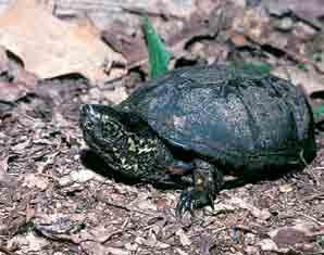 State endangered Yellow Mud Turtle Kinosternon flavescens flavescens This is a small, dark-colored, semi-aquatic turtle with a restricted range and is considered an endangered species in Missouri.
