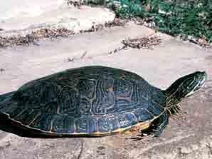 There are normally two thin, yellow stripes on each side of the head and neck. Adult stinkpots range in upper shell length from 2 to 4 ½ inches.
