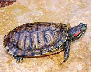 Red-eared Slider Trachemys scripta elegans This is one of the most common semi-aquatic turtles in Missouri. The color of the upper shell is olive-brown with numerous black and yellow lines.
