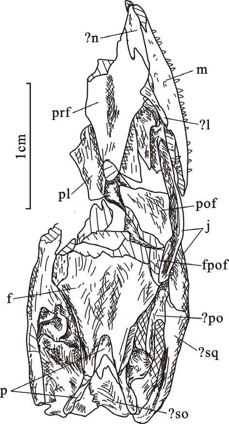 J. Paleont. Soc. Korea. Vol. 22, No. 1, 2006 Fig. 3. Line drawing of the skull of Hyphalosaurus baitaigouensis.