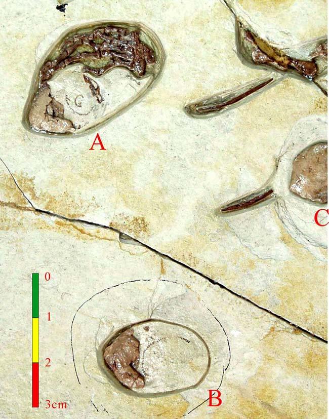 Ji et al. - Embryos of Choristodera from the Jehol Biota, China merus is expanding at both ends; moreover, the distal end is much wider than the proximal end.