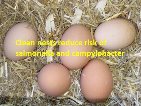Slide 39 Faecal material in the nest boxes will contaminate eggs and can be a risk for food safety in the kitchen environment.