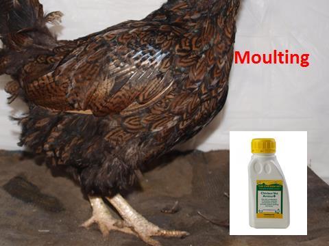 Slide 41 Moulting takes place when the bird has laid a clutch of eggs and is having some down time to regenerate before the onset of the next clutch of eggs.