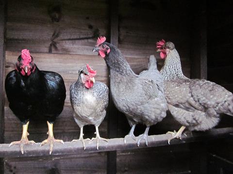 The nest box must be lower than the perch in order for hens not to roost in the nest box and make it dirty.
