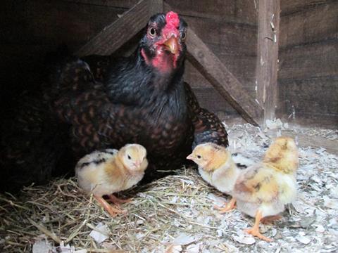 Slide 11 Broodiness is part of fowl reproduction therefore is completely normal for rare breeds to commonly go broody.