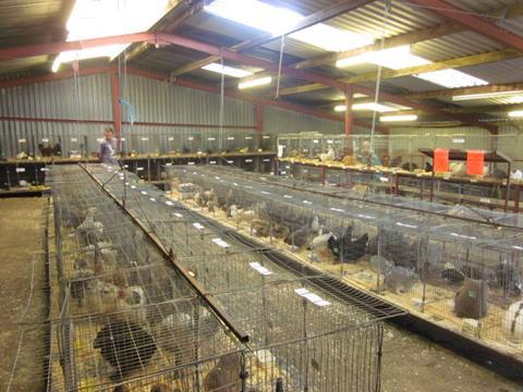 British Hen Welfare Trust website is a good source of information for re-homing