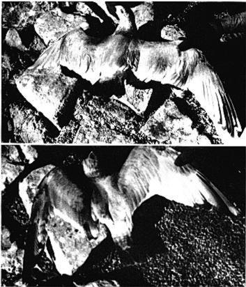 Sutton and Parmelee * MATURATION OF THAYER S GULL 487 FIG. 4. Captive male Thayer s Gulls ( 903 and WI ), each about 2% years old, photographed on same day in February, 1965.