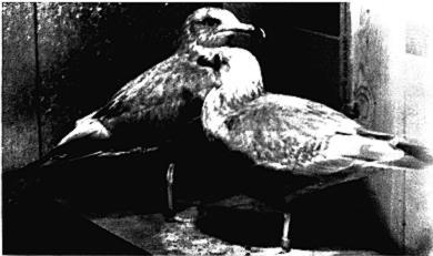 Sutton and Parmelee * MATURATION OF THAYER S GULL 489 FIG. 6. Captive Thayer s Gulls about 15 months old, photographed at zoo in Great Bend, Kansas, 23 October 1933.