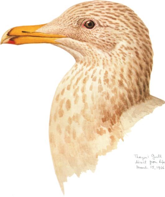 Male Thayer s Gull (Larus thayerl] about three and one half years old drawn direct from life bv Georae Miksch Sutton on 15 March 1966.