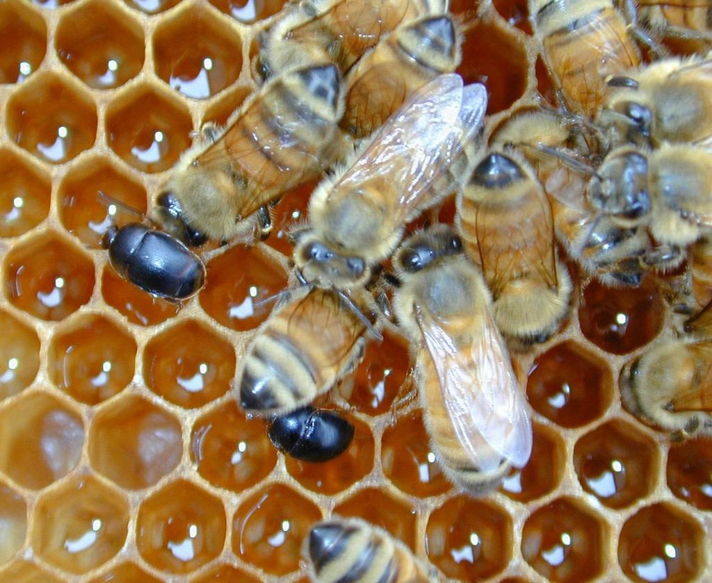 Small Hive