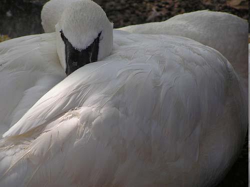 Montana Fish, Wildlife & Parks is seeking information related to the shooting of a trumpeter swan on Jan. 4 south of Dillon near Poindexter Slough.