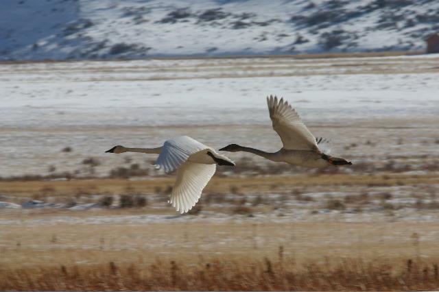 In Montana, Trumpeters migrate in fall to areas of