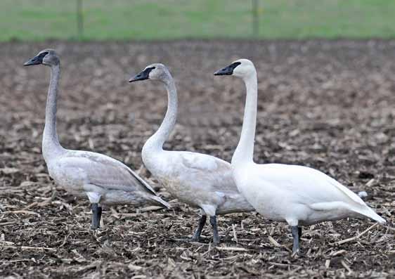 Note the bumpy culmen ( Roman nose ) on the adult Trumpeter Swan in this photo (right) and on the immature next to it.