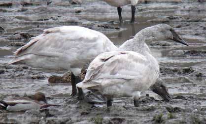Young Trumpeter Swans are still largely brown well into February, though by month s end, some develop a blotchy brown