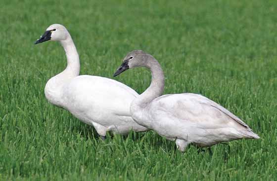 By early January, many Whistling Swans have already developed a patchwork of brown and white plumage and, by February, young