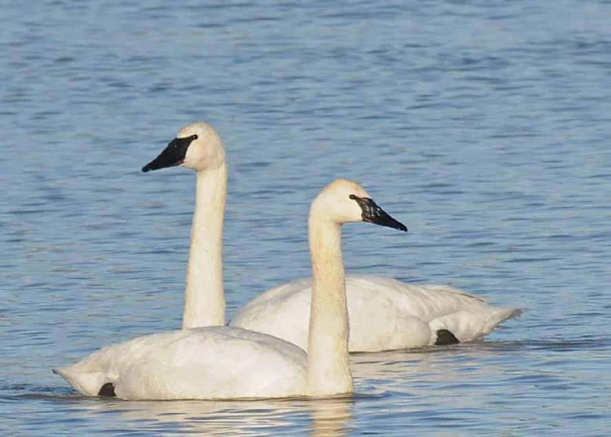 Figure 12. The larger bird of this apparent swan pair is quite clearly a Trumpeter Swan.