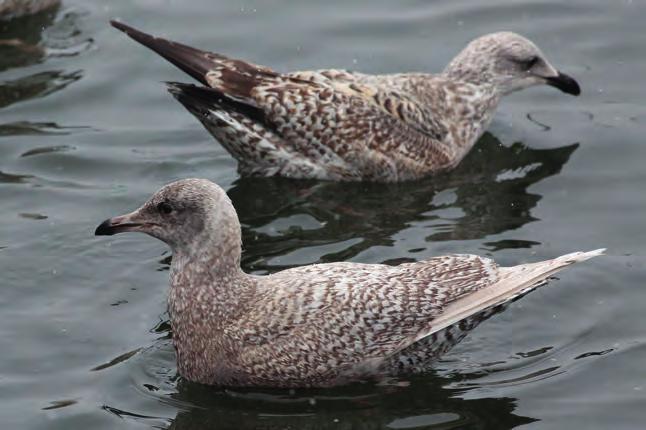 Kumlieni breeds S Baffin Island to NW Quebec. Winters mainly Nova Scotia and Newfoundland, in flocks of some thousands, fewer further southwards along Atlantic coast.