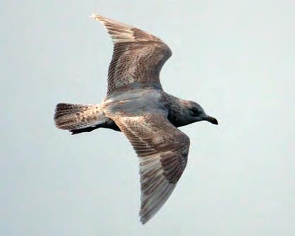 Such dark birds could be suspected as kumlieni, which would show a well-defined, darker wing-tip pattern.
