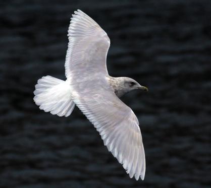 Olive tinge to bill in winter plumage frequent in Iceland Gull. A rather long-billed individual, indicating male.