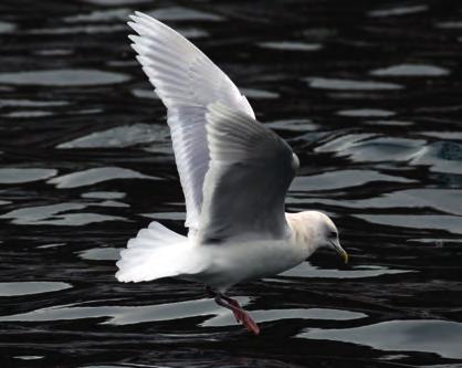The darkest types are similar to Thayer s Gull, but wing-tip concolorous with rest of upperparts, not