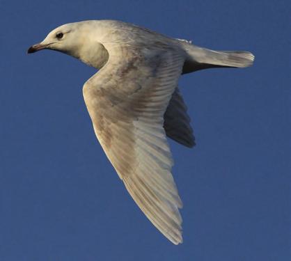 Gulls 179 22 Second-winter (ssp. kumlieni ). Note dark, pale-edged primaries.