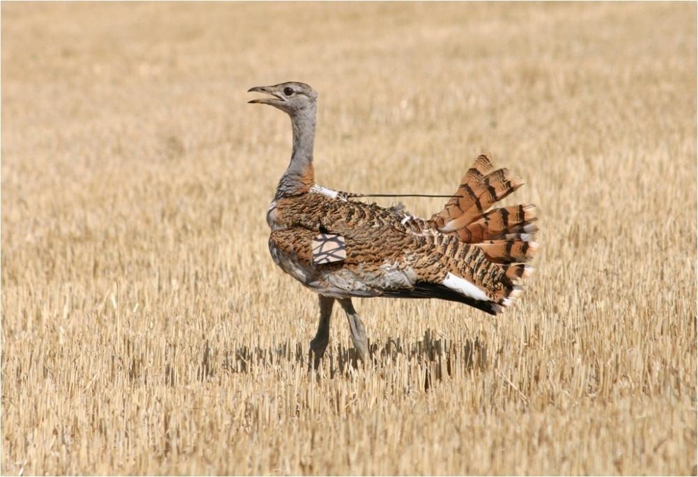 ALONSO: Guidelines for radio-tracking Great Bustards Plate 1: Great Bustard