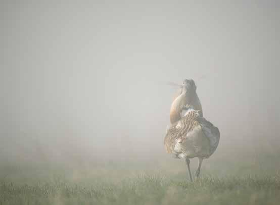 38 Observation Observation 39 A feast for the eyes: observing bustards For the viewer it is an unforgettable experience to watch the courting males in the distance, like big white flowers in the