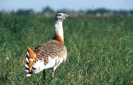 4 The Great Bustard the Brandenburg ostrich Foreword 5 The Great Bustard has it been saved? Brandenburg s Bustard is famous. In the 1990s our heaviest species of bird even became popular abroad.