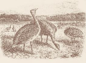 6 7 The Brandenburg Ostrich Historical prints of Great Bustards: from Brehms Tierleben ( Brehm s Animal Life ) 1893 (above)... as well as a bustard male (B.