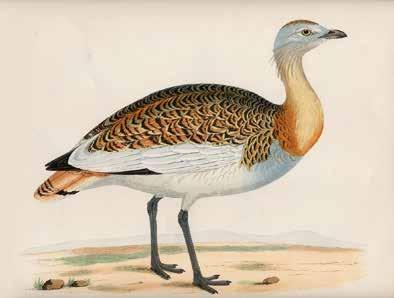 Forest clearing in the Middle Ages created fields, meadows, and heathlands so-called cultured steppes that were attractive to the bustards and which they quickly settled.